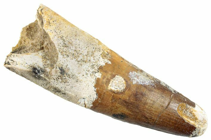 Fossil Spinosaurus Tooth - Huge Dinosaur Tooth #255494